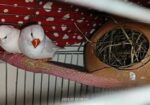 White finch Sell Post
