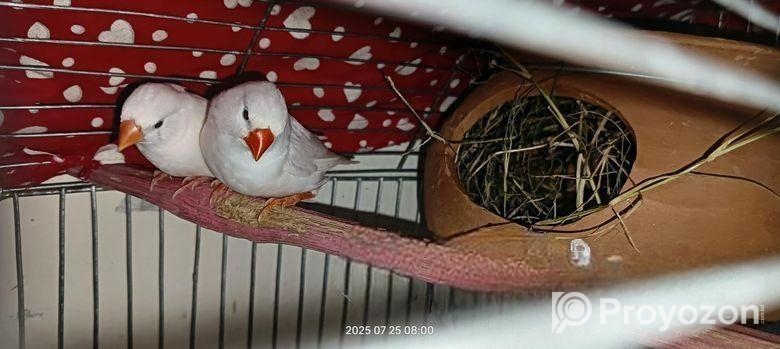 White finch Sell Post