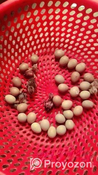 তিতির মুরগি ও কিং কোয়েলের বাচ্চা এবং বিজ ডিম বিক্র