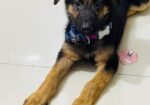 Male German Shepherd Puppy