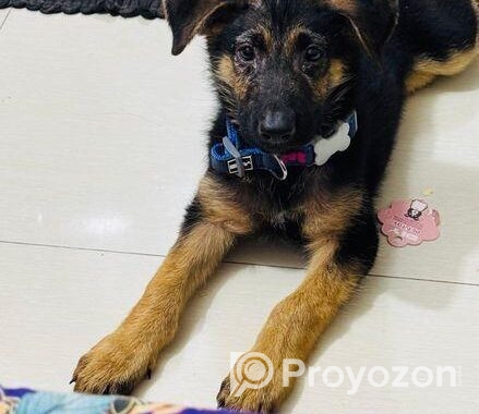 Male German Shepherd Puppy
