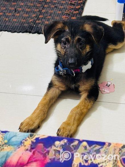 Male German Shepherd Puppy