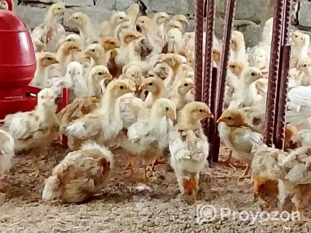 লেয়ার মুরগি