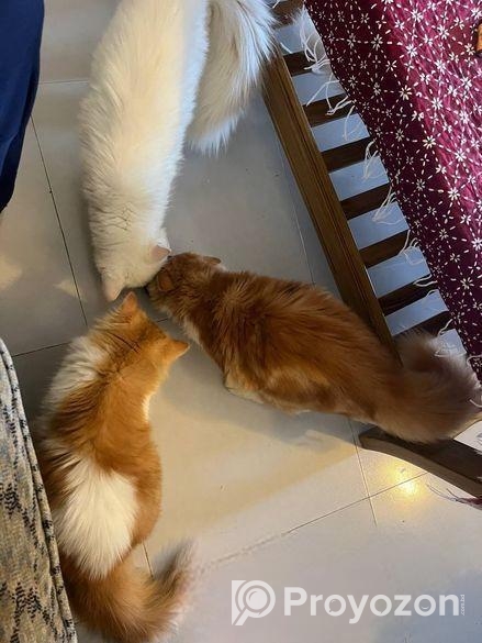 অরজিনাল পিওর পারসিয়ান বাচ্চা