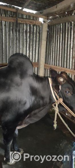 কুরবানির গরু