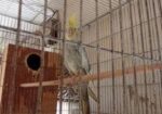 Cockatiel Bird Albino
