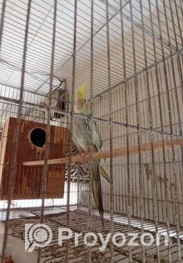 Cockatiel Bird Albino