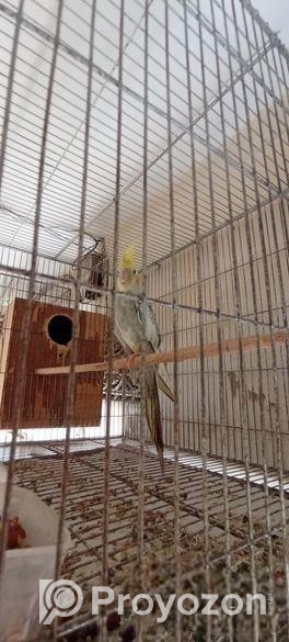 Cockatiel Bird Albino