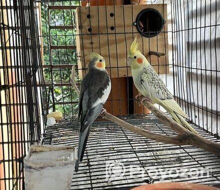 Running Cockatiel Bird