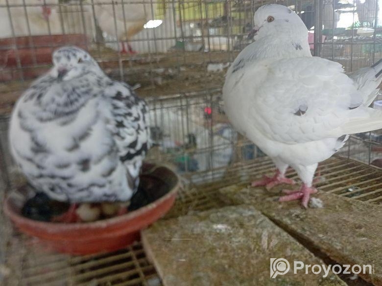 সৌকিং কবুতর