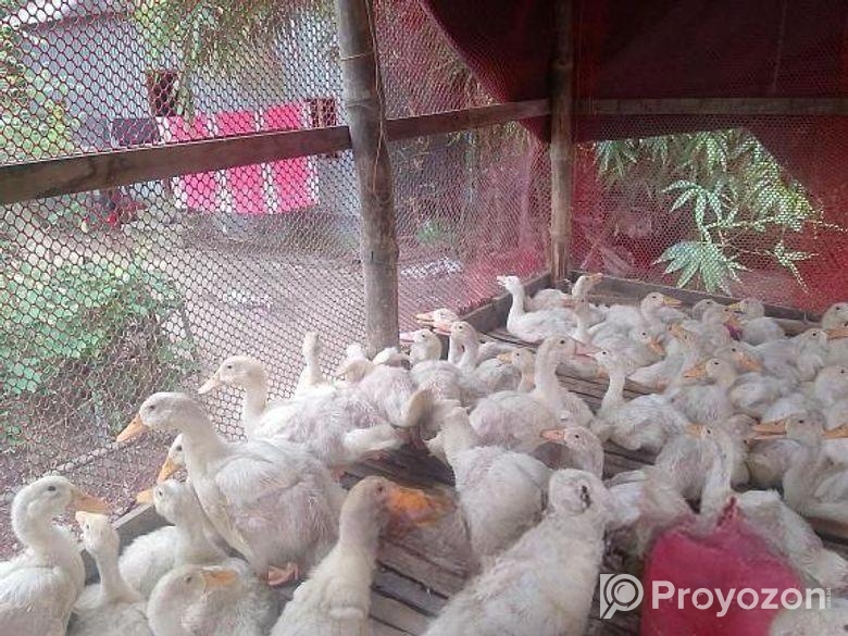 রেডি টু কুক হাঁস বিক্রি