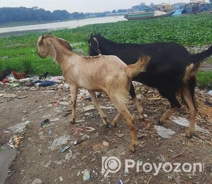 ছাগল বিক্রি করা হবে দুইটা খসি ছাগল