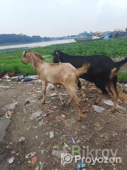 ছাগল বিক্রি করা হবে দুইটা খসি ছাগল