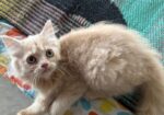 Pure Persian Kitten