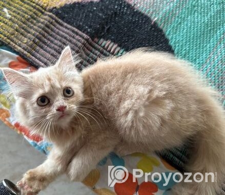 Pure Persian Kitten