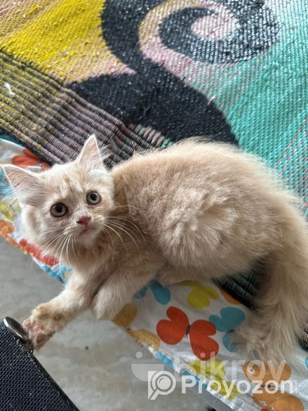 Pure Persian Kitten