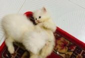 Persian Cat