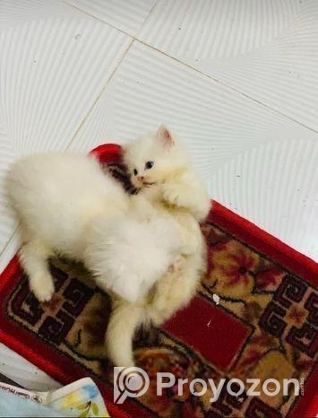 Persian Cat
