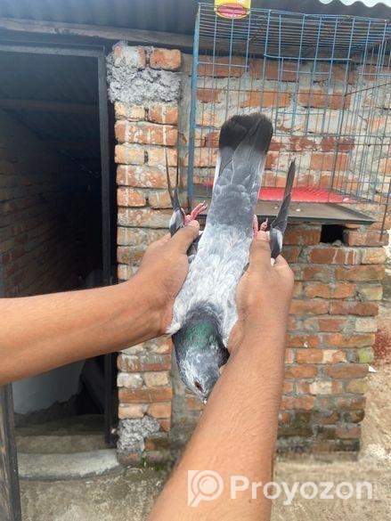 খাচা বিক্রি হবে