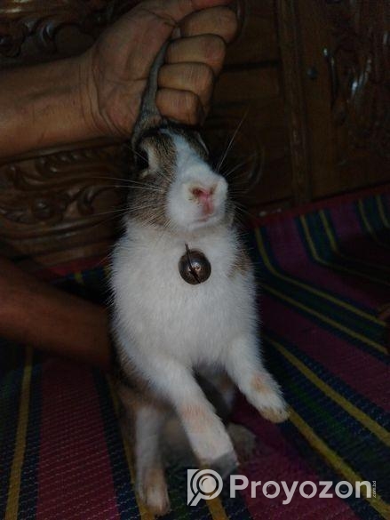 Rabbit sale Hobe
