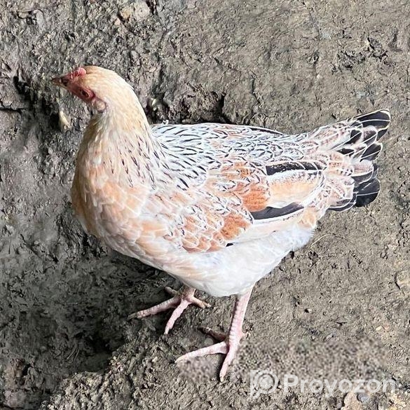 দেশী মোরগ মুরগী