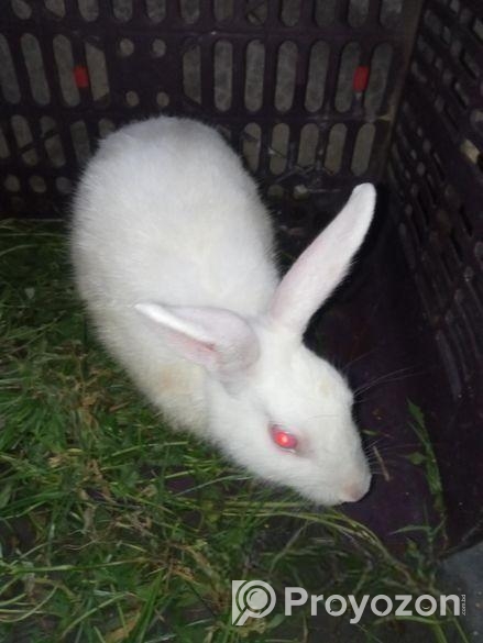 খরগোশ বিক্রি হবে