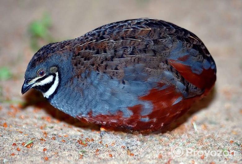 তিতির মুরগি ও কিং কোয়েলের বাচ্চা এবং বিজ ডিম বিক্র