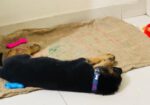 Male German Shepherd Puppy