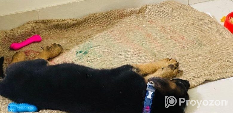 Male German Shepherd Puppy