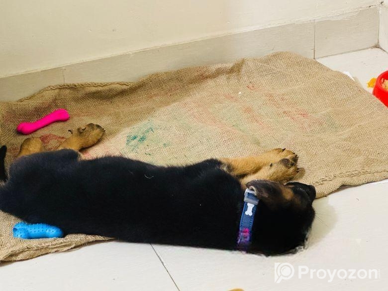 Male German Shepherd Puppy