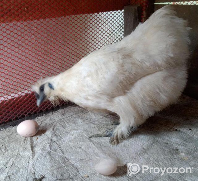 এডাল্ট সিল্কি মুরগি