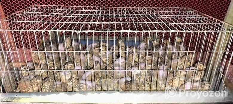 কোয়েল পাখি 3 মাস এর রানিং ডিম দেওয়া