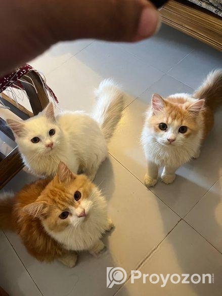 অরজিনাল পিওর পারসিয়ান বাচ্চা