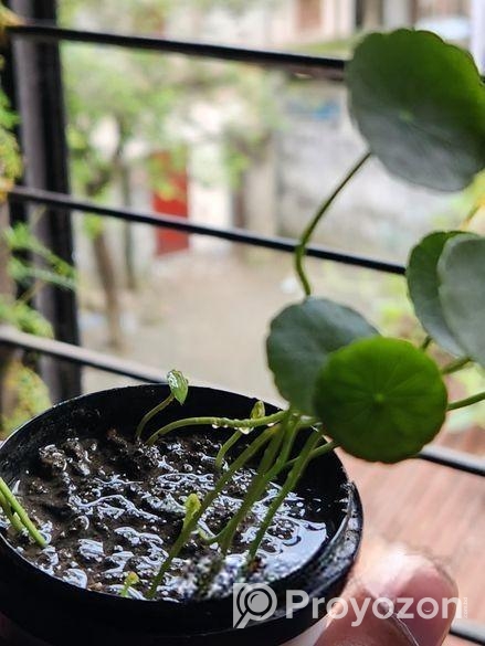 কয়েন প্লান্ট ৮ পাতা+৪ কুঁড়ি