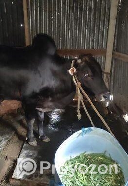 কুরবানির গরু