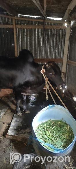 কুরবানির গরু