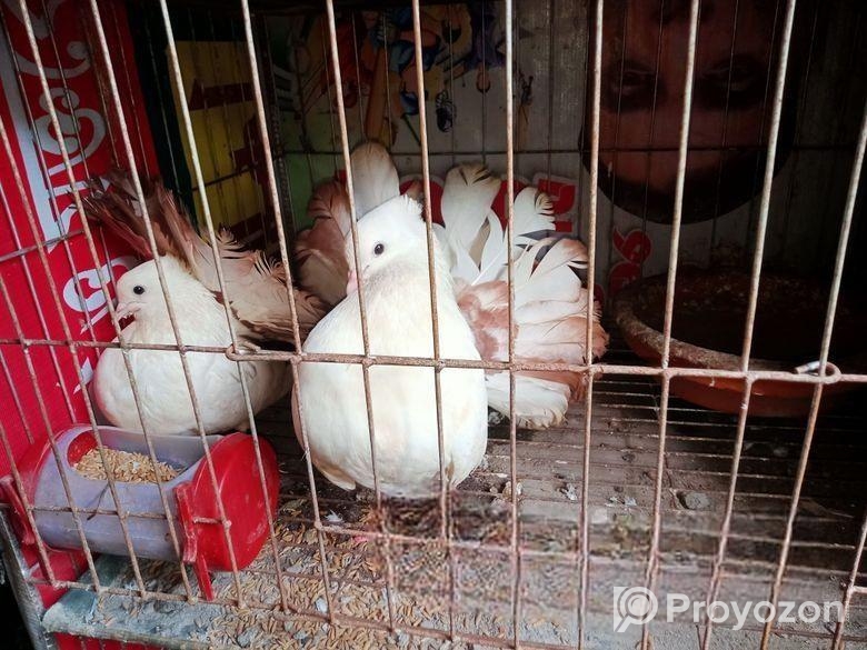 সুস্থ এবং সবল কবুতর