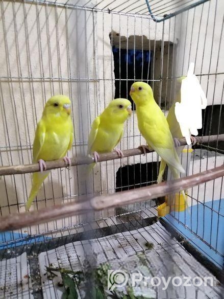 হলুদ বাজ্রিগর পাখি ( লুটিনো বাজ্রিগর)