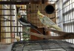 Running Cockatiel Bird