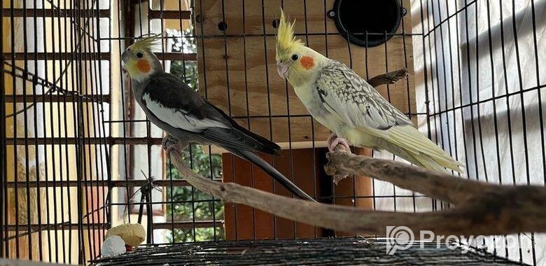 Running Cockatiel Bird