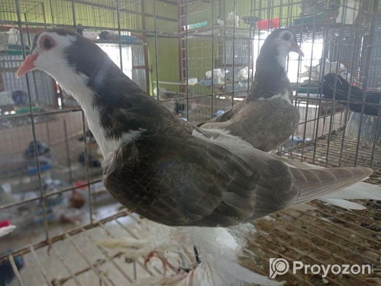 সৌকিং কবুতর