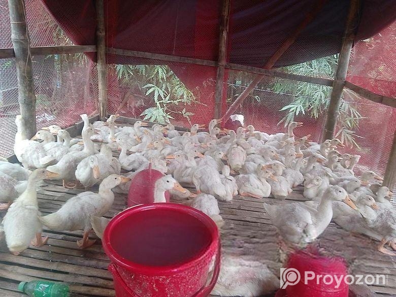 রেডি টু কুক হাঁস বিক্রি