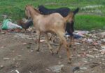 ছাগল বিক্রি করা হবে দুইটা খসি ছাগল