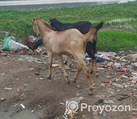 ছাগল বিক্রি করা হবে দুইটা খসি ছাগল