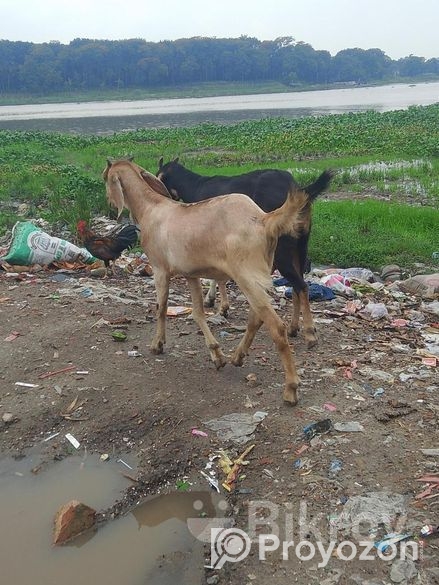 ছাগল বিক্রি করা হবে দুইটা খসি ছাগল