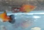 Aqurium Fish