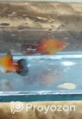Aqurium Fish