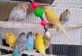 Budgies will be sold.
