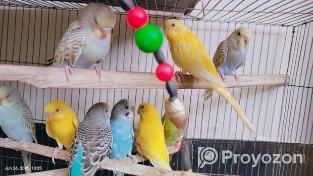 Budgies will be sold.