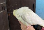 Cockatiel
